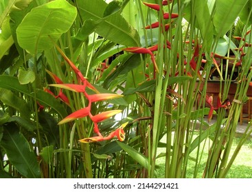 Strelitzia Bird Of Paradise Tropical Crane Flower. Orange Exotic Vivid Floral Blossom, Jungle Rainforest Atmosphere, Natural Lush Foliage, Trendy Houseplant For Home Gardening.