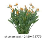 Strelitzia flower plant isolated on white. Bird of paradise or crane flower flowering bush. Strelitzia reginae.