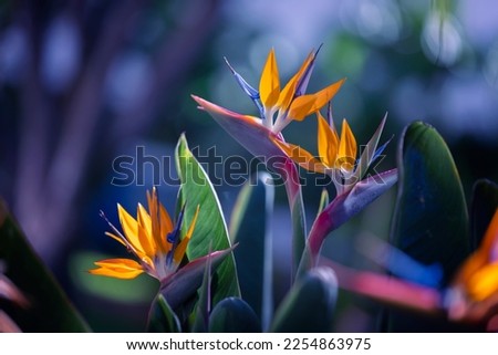 Strelitzia flowers in natural compositions in Madeira