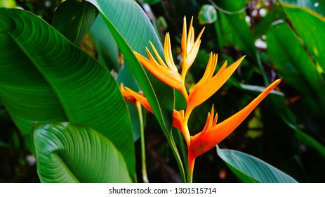 Strelitzia Reginae, The Crane Flower Or Bird Of Paradise, Grenada, Caribbean Island