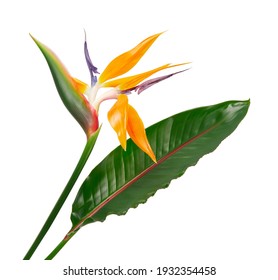 Strelitzia reginae flower, Bird of paradise flower with leaf, Tropical flower isolated on white background, with clipping path - Powered by Shutterstock