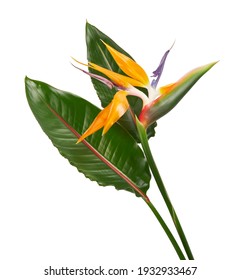 Strelitzia Reginae Flower, Bird Of Paradise Flower With Leaf, Tropical Flower Isolated On White Background, With Clipping Path