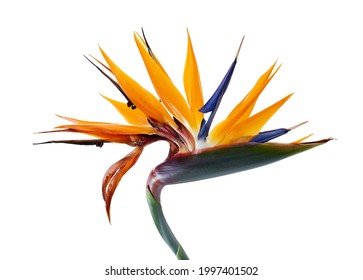 Flor Strelitzia reginae 