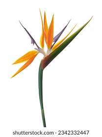 Strelitzia reginae flower, Bird of paradise flower, Tropical flower isolated on white background, with clipping path                                        - Shutterstock ID 2342332447