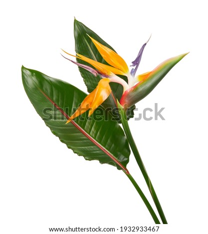 Strelitzia reginae flower, Bird of paradise flower with leaf, Tropical flower isolated on white background, with clipping path