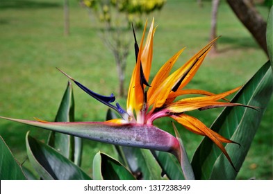 Strelitzia Reginae Flower In The Farm Garden