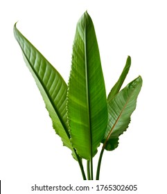 Strelitzia Reginae Leaves, Bird Of Paradise Foliage, Tropical Leaf Isolated On White Background With Clipping Path