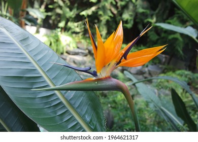 Strelitzia Reginae Tropical Orange Bird Of Paradise