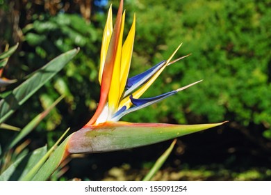 Strelizia Flower In Kirstenbosch Botanical Gardens 