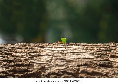 Strength And Perseverance Of An Ant 
