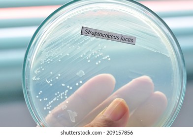 Streptococcus lactis