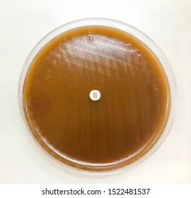 Streptococcus Mutans Resistance Optochin Disk On Blood Agar