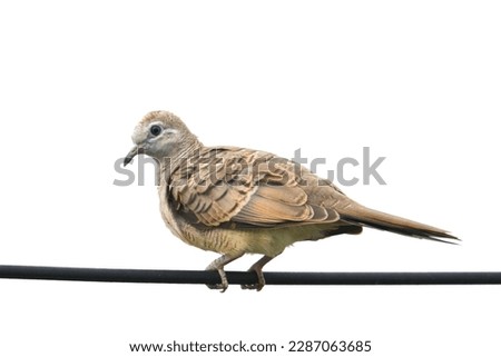Streptopelia chinensis(Columbidae),Spotted-necked Dove, Spotted Dove, Lace-necked Dove, Pearl-necked bird, Indian Turtle bird eat whole grains Likes to live in fields, sparse forests