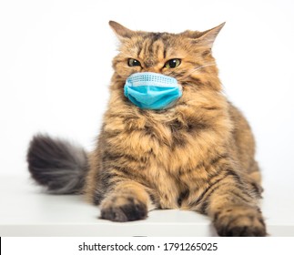 Stressed Cat In A Medical Mask. Protective Face Mask For Animals. 