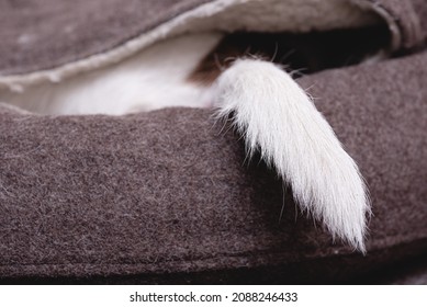 Stressed Dog Hiding Inside Pets Bed During Day Time Showing Only Its Tail