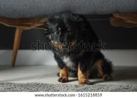 Stressed dog hiding under sofa. Domestic violence against pets