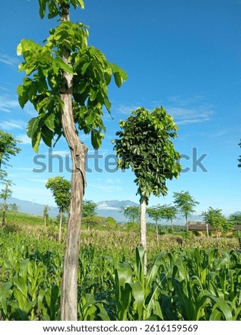 a stretch of beautiful corn fields and stand tall with wooden trees with stumbling block