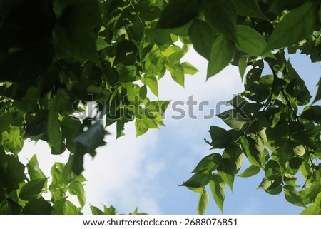 Stretch ceiling sky tree pattern. Bottom-up view of green tree leaves and sunny sky