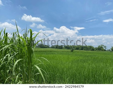 A stretch of green rice plants with a clear sky at the foot of Mount Wilis, Java, Indonesia