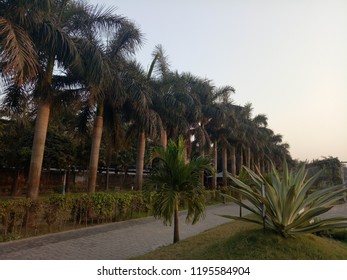 A stretch of palm trees.