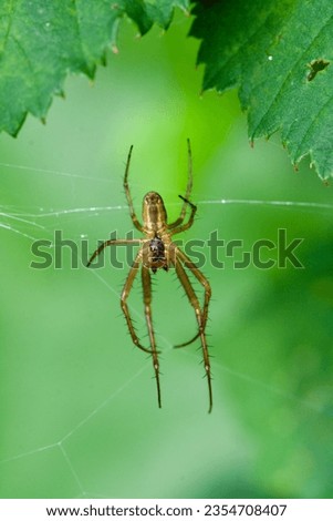 Stretch spider (Spec. Metellina) seen in his web. 