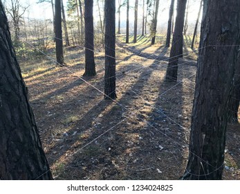Stretched between trees, threads create a maze.