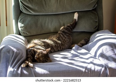 Stretched Out View Of A Sleeping Gray Striped Tabby Cat On A Recliner Chair