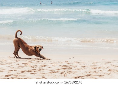 4,125 Stray dog on beach Images, Stock Photos & Vectors | Shutterstock