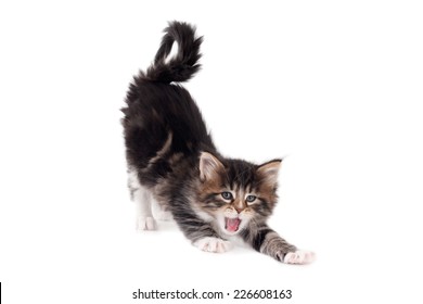 Stretching and yawning kitten, isolated on white - Powered by Shutterstock