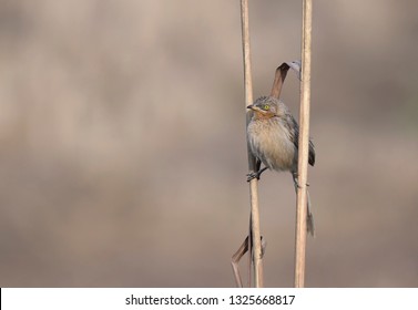 The Striated babbler
