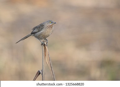 The Striated babbler