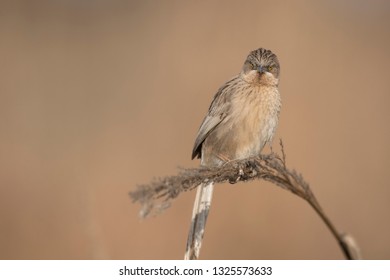Striated babbler on perch