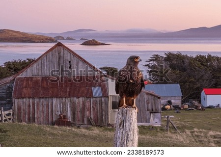 Striated caracara and, MV Ushuaia; Striated caracara before sunrise; Striated caracaras portrait; Falkland Islands