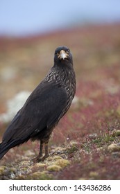 Striated Caracara (Phalcoboenus Australis) Adult Resting Among Beautiful Red And Green Plants On Steeple Jason Island In The Falklands.