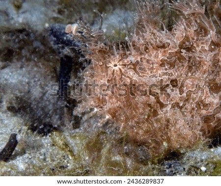 A Striated Frogfish (Antennarius striatus) in Florida, USA