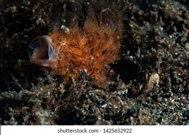 A Striated Hairy Frog Fish Yawning