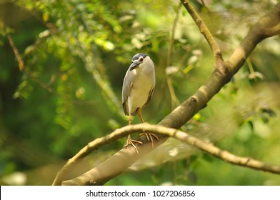 striated heron (Butorides striata) - Shutterstock ID 1027206856