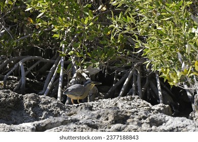 Striated heron (Butorides striata) hiding among the mangrove trees