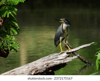 Striated Heron ( Butorides striata (Linnaeus, 1758) ) perched on an old log in the park