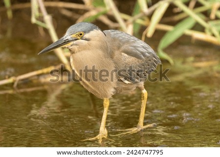 The Striated Heron (Butorides striata) is a small, fish hunting  water bird with short legs,long beak and a yellow eye found across Australia.