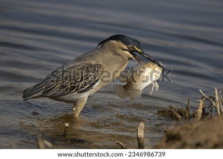 striated heron with catch photo from dubai