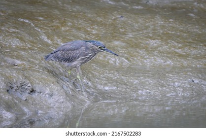 The striated heron also known as mangrove heron, little heron or green-backed heron.