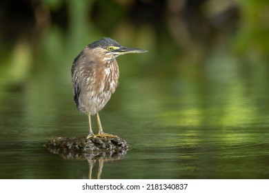 Striated heron perched on a sunken tree stump in beautiful ambient light