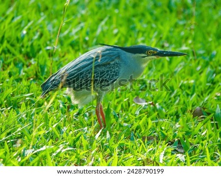 A striated heron stands in a green grass patch