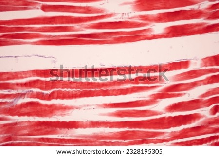 Striated muscle human under the microscope for education.