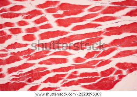 Striated muscle human under the microscope for education.