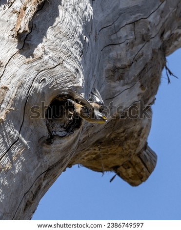A Striated Pardalote (pardalotus striatus) emerging from the nesting hollow.
