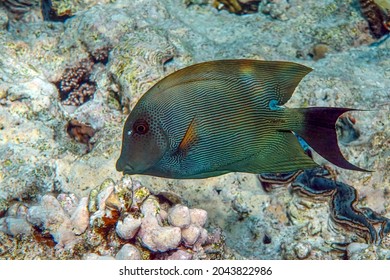 Striated surgeonfish Ctenochaetus striatus in Red sea ,Egypt                               