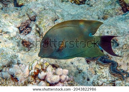 Striated surgeonfish Ctenochaetus striatus in Red sea ,Egypt                               