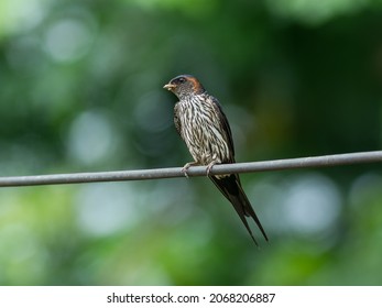 A Striated Swallow collecting mud for building nest